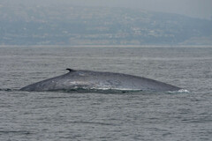 Balaenoptera musculus