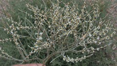 Eriogonum heermannii