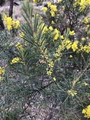 Phyllodineae