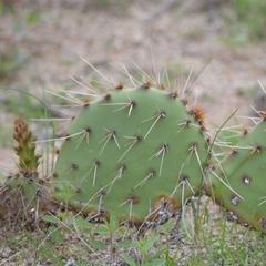 Opuntia phaeacantha