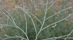 Eriogonum heermannii