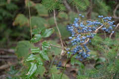 Berberis aquifolium