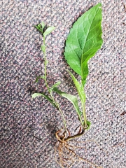 Eurybia schreberi