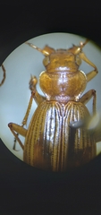 Nebria diversa