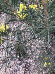 Phyllodineae