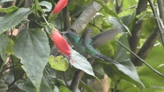 Thalurania glaucopis