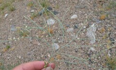 Eriogonum heermannii