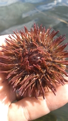 Lytechinus variegatus