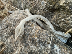 Malpolon monspessulanus