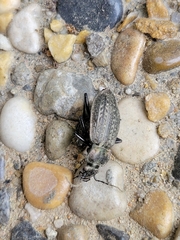 Carabus granulatus
