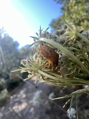 Euschistus conspersus