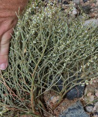Eriogonum heermannii