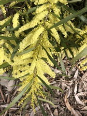 Acacia floribunda