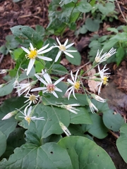 Eurybia schreberi