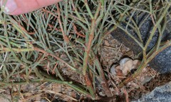 Eriogonum heermannii