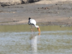 Mycteria ibis