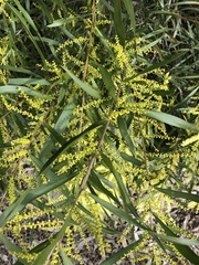 Acacia floribunda