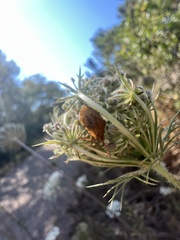 Euschistus conspersus