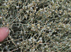 Eriogonum heermannii