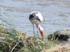 Mycteria ibis