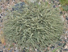 Eriogonum heermannii