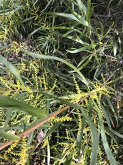 Acacia floribunda