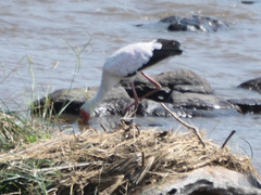 Mycteria ibis