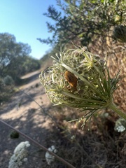 Euschistus conspersus