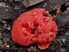 Tubifera ferruginosa