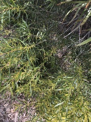 Acacia floribunda