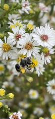 Callandrena