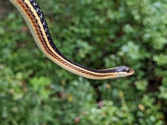 Thamnophis saurita septentrionalis