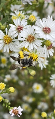 Callandrena