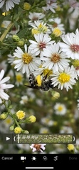 Callandrena