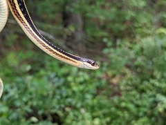 Thamnophis saurita septentrionalis