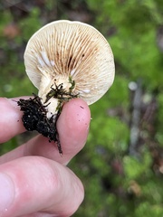 Lactifluus hygrophoroides