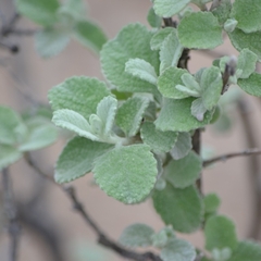 Buddleja marrubiifolia