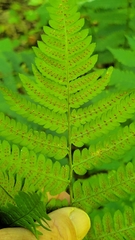 Dryopteris goldieana