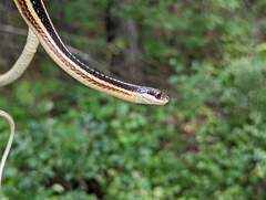 Thamnophis saurita septentrionalis