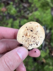 Lactifluus hygrophoroides