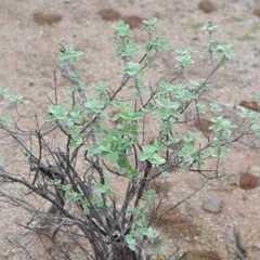 Buddleja marrubiifolia