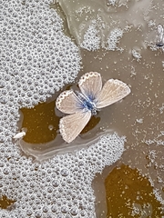 Plebejus idas
