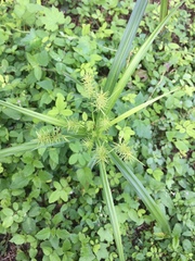 Cyperus odoratus