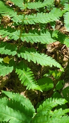 Dryopteris goldieana