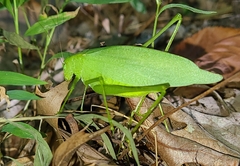 Amblycorypha