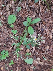 Eurybia schreberi