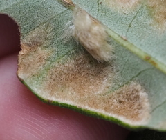 Aceria quercerina