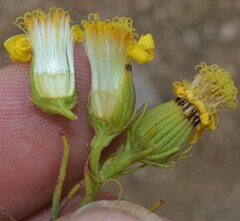 Senecio flaccidus douglasii