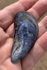Mytilus edulis