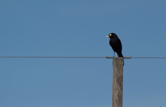 Hymenops perspicillatus